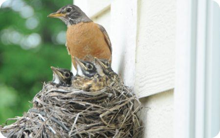 Nesting, Female American Robin with Nestlings in Nest