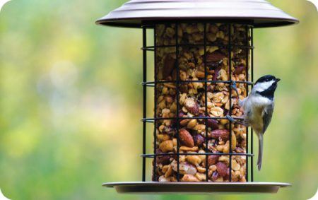 No Mess Tidy Feeding, Carolina Chickadee, Nutty for Nuts, Full Size, Seed Cylinder, C&S / Dawson, Woodlink