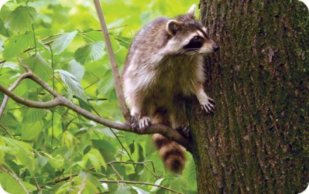Deter Raccoons, Photo, Wild Birds Unlimited, WBU