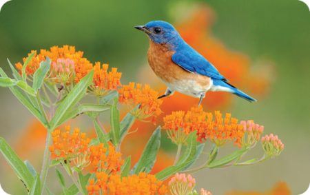 Eastern Bluebird, Spring, Bird Photo, Wild Birds Unlimited, WBU