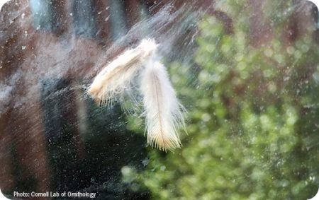 Bird Window Strike, Wild Birds Unlimited