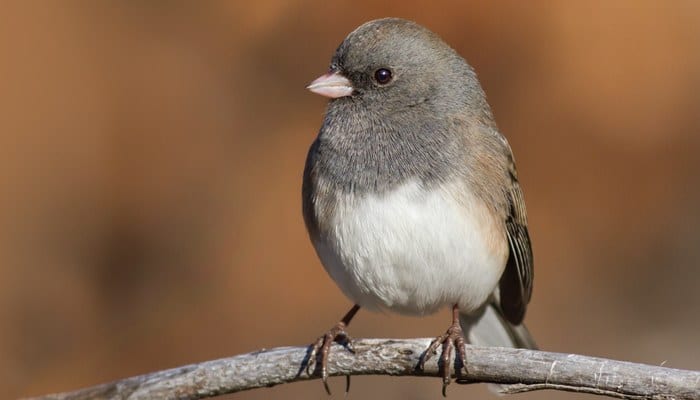 Dark-eyed Junco, Slate, Bird Photo, Wild Birds Unlimited, WBU