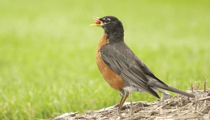 American Robin, Bird Photo, Wild Birds Unlimited, WBU