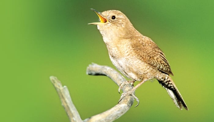 all about wrens