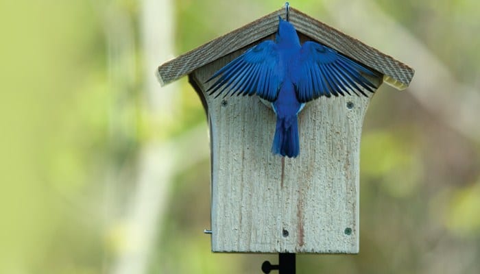 Nesting, Bluebird Nest, Eastern Bluebird, Wild Birds Unlimited, WBU