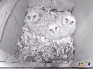 Barred Owl Nest Cam blog-20140424-3chicks-600x448