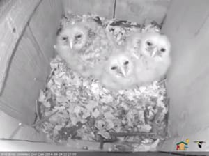 blog-20140424-3chicks-600x448