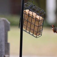 allen's hummingbird, Bird Photo, Wild Birds Unlimited, WBU