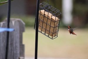 allen's hummingbird, Bird Photo, Wild Birds Unlimited, WBU