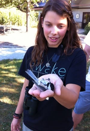 Bird Banding, chickadee bird banding, chickadee