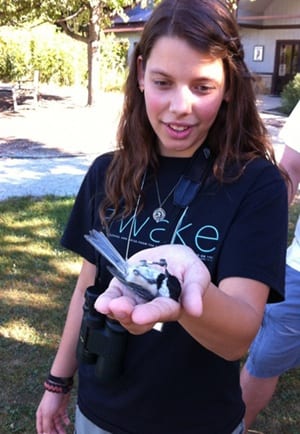 bird banding, chickadee 