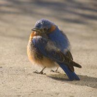 Bluebird, Bird Photo, Wild Birds Unlimited, WBU
