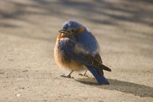 Bluebird, Bird Photo, Wild Birds Unlimited, WBU