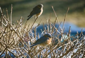 Two bluebirds in the shrubs