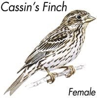 Cassin's finch female, Wild Birds Unlimited, WBU