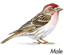 Cassin's finch male, Wild Birds Unlimited, WBU