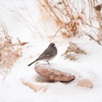 Dark eyed Junco, Bird Photo, Wild Birds Unlimited, WBU