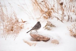 Dark eyed Junco, Bird Photo, Wild Birds Unlimited, WBU