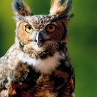 Great Horned Owl, Bird Photo, Wild Birds Unlimited, WBU