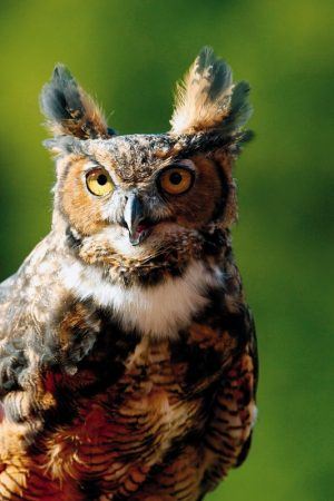 Great Horned Owl, Bird Photo, Wild Birds Unlimited, WBU