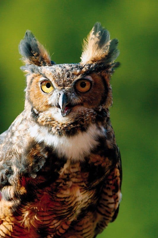 touched by owls wild birds unlimited wild birds unlimited touched by owls wild birds unlimited wild birds unlimited