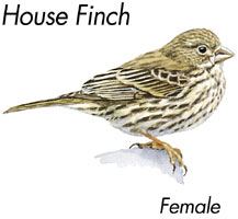 house finch female, Wild Birds Unlimited, WBU