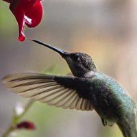 hummingbird