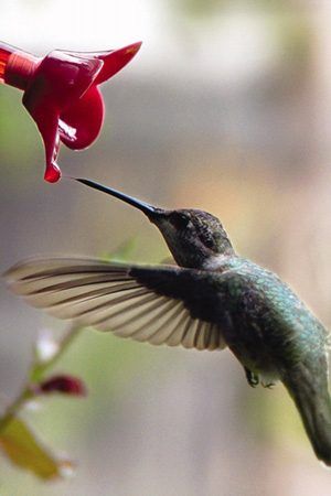 hummingbird