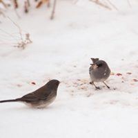 Juncos, Bird Photo, Wild Birds Unlimited, WBU