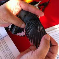 Molting Nuthatch, Bird Photo, Wild Birds Unlimited, WBU