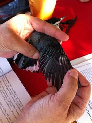 Molting Nuthatch, Bird Photo, Wild Birds Unlimited, WBU