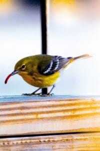 blog-Pine-Warbler-052213