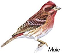 purple finch male, Wild Birds Unlimited, WBU