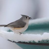 Tufted-Titmouse, Bird Photo, Wild Birds Unlimited, WBU