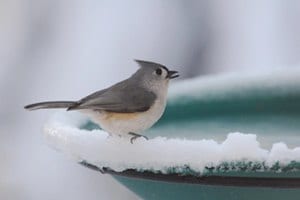 Tufted-Titmouse, birds find water in winter, 