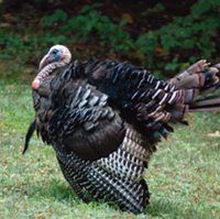 Wild Turkey, Bird Photo, Wild Birds Unlimited, WBU