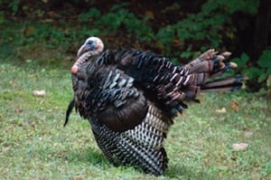 Wild Turkey, Bird Photo, Wild Birds Unlimited, WBU