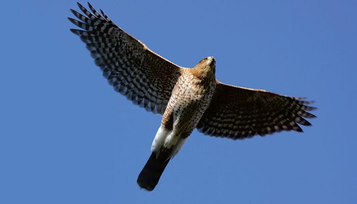 Cooper's Hawk, Bird Photo, Wild Birds Unlimited, WBU