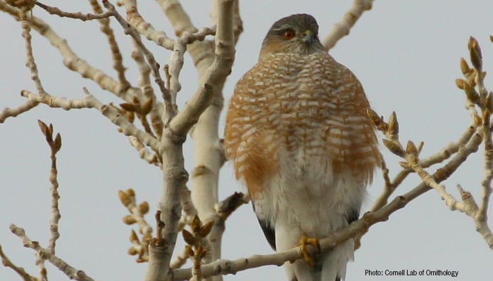 Sharp-shinned Hawk, Bird Photo, Wild Birds Unlimited, WBU