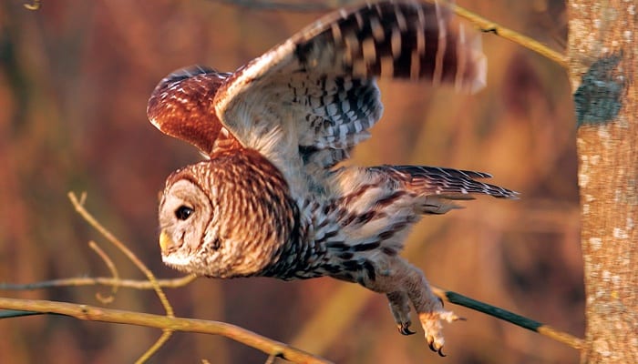 Barred Owl, Bird Photo, Wild Birds Unlimited, WBU