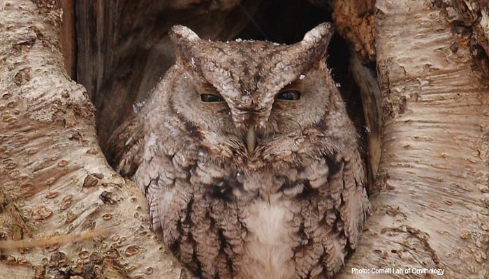 Eastern Screech Owl, Bird Photo, Wild Birds Unlimited, WBU