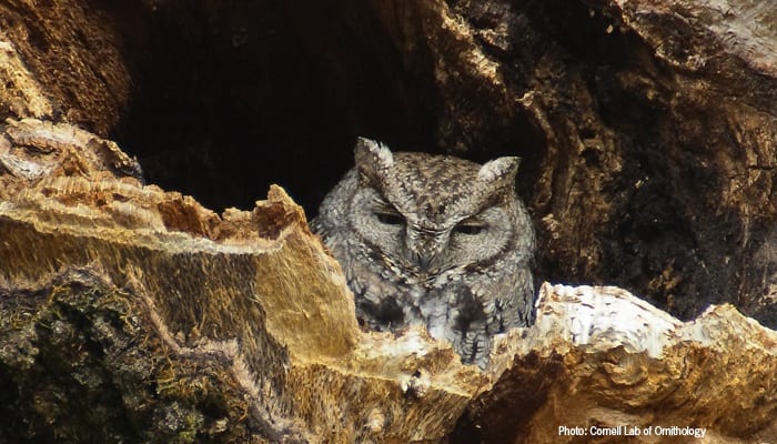 Western Screech Owl, Bird Photo, Wild Birds Unlimited, WBU