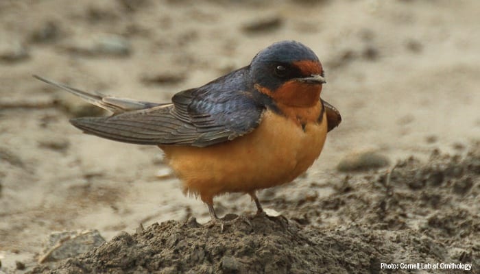 Barn Swallow, Bird Photo, Wild Birds Unlimited, WBU