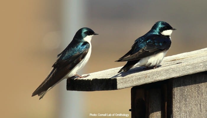 Tree Swallow, Bird Photo, Wild Birds Unlimited, WBU