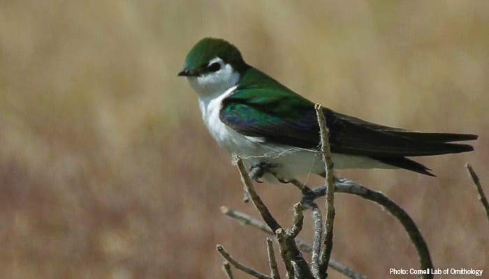 Violet-green Swallow, Bird Photo, Wild Birds Unlimited, WBU