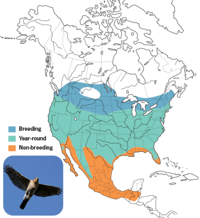 Cooper's Hawk, Range Map, Wild Birds Unlimited, WBU