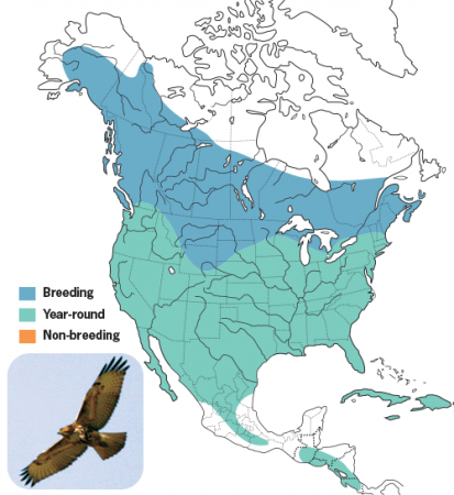 Red-tailed Hawk, Range Map, Wild Birds Unlimited, WBU