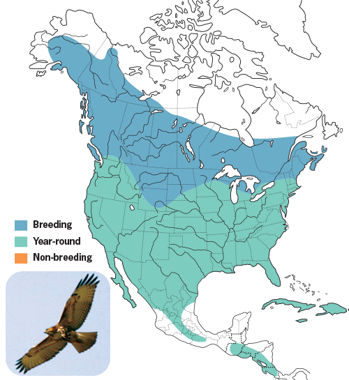 Hawks Wild Birds Unlimited Wild Birds Unlimited