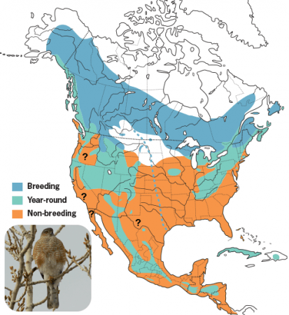 Sharp-shinned Hawk, Range Map, Wild Birds Unlimited, WBU