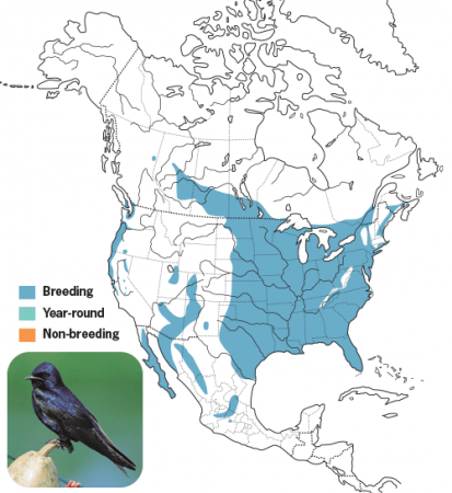 Purple Martin, Range Map, Wild Birds Unlimited, WBU